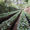 Finca San Carlos Dos, # 7 - Macerato 90h Naturale – Morazán