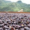 Granja La Esperanza Sudan Rume Naturale - Las Margaritas Farm, Valle del Cauca