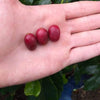 Granja La Esperanza Sudan Rume Naturale - Las Margaritas Farm, Valle del Cauca