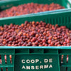 El Embrujo Pink Bourbon Carbonic Maceration - Anserma