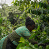 Pauline Mumbi Anaerobic Natural - Nyeri