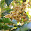Das Almas Natural Anaerobic - Minas Gerais