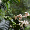 GW-1720 Gesha, double phase washed with dry cascara maceration - Boquete [<strong>LAST BATCH</strong>]