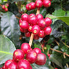 GW-1720 Gesha, double phase washed with dry cascara maceration - Boquete [<strong>LAST BATCH</strong>]