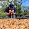 GW-1720 Gesha, double phase washed with dry cascara maceration - Boquete [<strong>LAST BATCH</strong>]