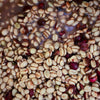 GW-3236 Gesha, double phase washed - Boquete
