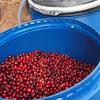 Finca San Francisco 140H Anaerobic Natural Geisha - Apaneca