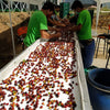 El Embrujo Pink Bourbon Carbonic Maceration - Anserma