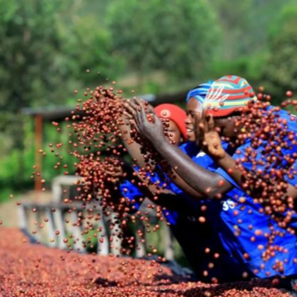 Rwanda Gaseke Anaerobic Natural - Nyamagabe