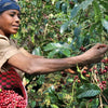 Dison Kareng Anaerobic Natural -  Kapchorwa