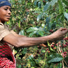 Dison Kareng Anaerobic Natural -  Kapchorwa
