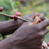 Bochesa Washed - Sidama