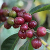Bochesa Washed - Sidama