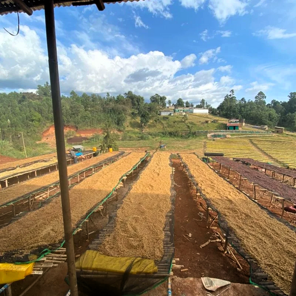 Bombe Dry Fermentation - Bensa District, Sidama