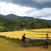 Bombe Dry Fermentation - Bensa District, Sidama