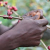 Bombe Dry Fermentation - Bensa District, Sidama