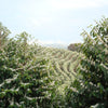 Das Almas Natural Anaerobic - Minas Gerais