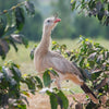 Daterra Bruzzi Natural, Boa Vista Farm - Cerrado Mineiro