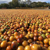 Daterra Bruzzi Natural, Boa Vista Farm - Cerrado Mineiro