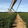 Daterra Bruzzi Natural, Boa Vista Farm - Cerrado Mineiro