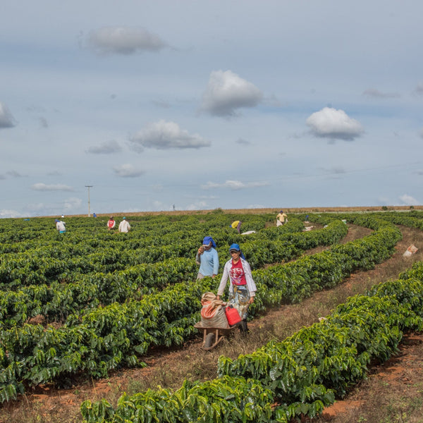 Daterra Bruzzi Natural, Boa Vista Farm - Cerrado Mineiro