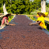 Asefa Dukamo Anaerobic Natural - Shantawene, Sidamo