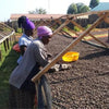 Dison Kareng Anaerobic Natural -  Kapchorwa