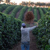 Dulce Misterio Farm, Pink Bourbon Anaerobic Washed - Caldas