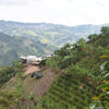 Dulce Misterio Farm, Pink Bourbon Anaerobic Washed - Caldas