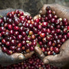 Finca San Francisco 140H Anaerobic Natural Geisha - Apaneca