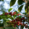 Finca El Olmo Marsellesa Natural - Veracruz