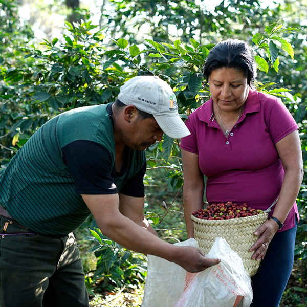 Finca El Olmo Marsellesa Natural - Veracruz