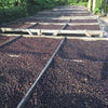Finca San Francisco 140H Anaerobic Natural Geisha - Apaneca