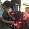 Finca San Francisco, Ice Drip Anaerobic Washed - Apaneca – Ilamapetec