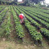 Domingo Lopez, Finca El Pajal - Huehuetenango