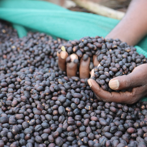 Guji Megadu Natural Anaerobic