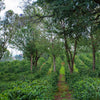 Ichuga AA - Nyeri