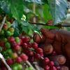 Idido Anaerobic Natural - Yirgacheffe