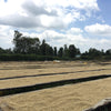 AB Karimikui Lot 1311 - Kirinyaga