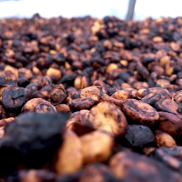 Finca Las Lajas Paraiso Black Honey - Sabanilla de Alajuela