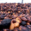 Finca Las Lajas Paraiso Black Honey - Sabanilla de Alajuela