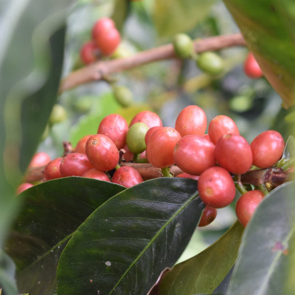 Dulce Misterio Farm, Pink Bourbon Anaerobic Washed - Caldas