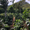 Finca San Francisco, Ice Drip Anaerobic Washed - Apaneca – Ilamapetec