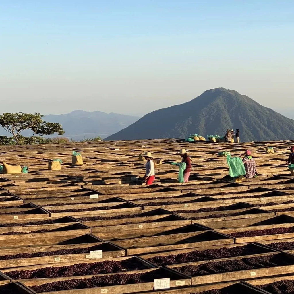 Finca San Francisco, Ice Drip Anaerobic Washed - Apaneca – Ilamapetec