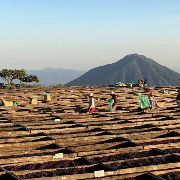 Finca San Francisco, Ice Drip Anaerobic Washed - Apaneca – Ilamapetec