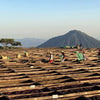 Finca San Francisco, Ice Drip Anaerobic Washed - Apaneca – Ilamapetec