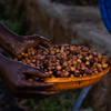 Asefa Dukamo Anaerobic Natural - Shantawene, Sidamo