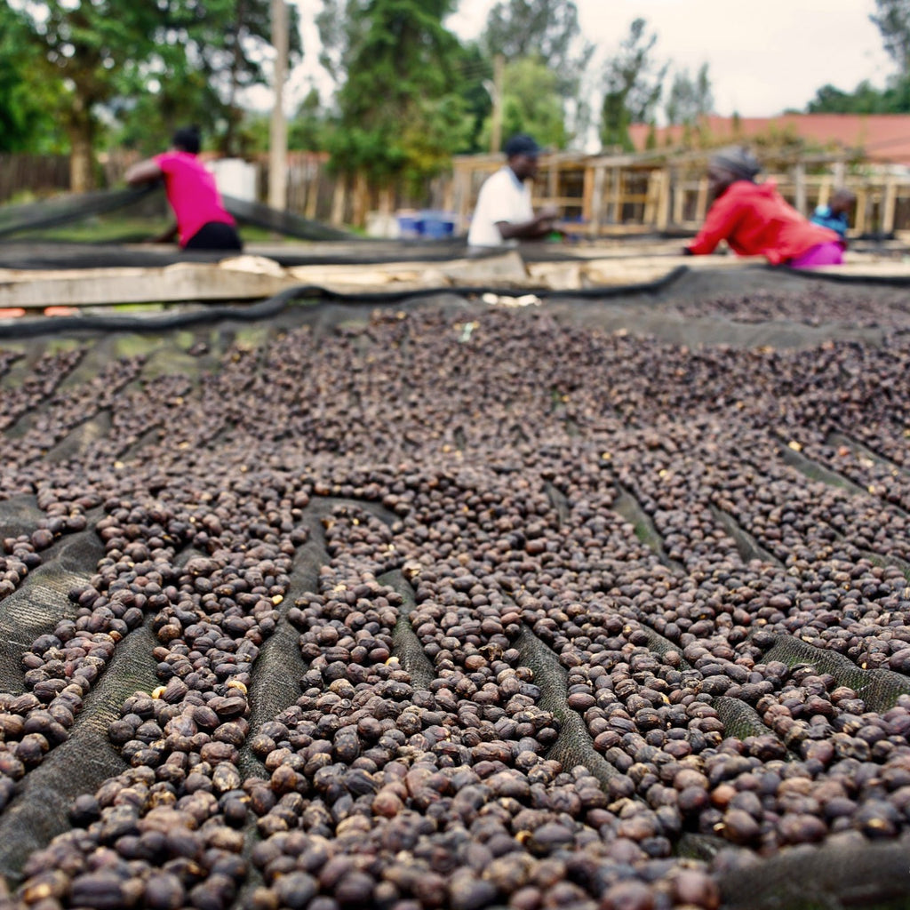 Dison Kareng Anaerobic Natural -  Kapchorwa