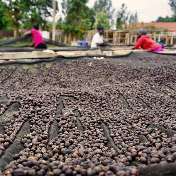 Dison Kareng Anaerobic Natural -  Kapchorwa