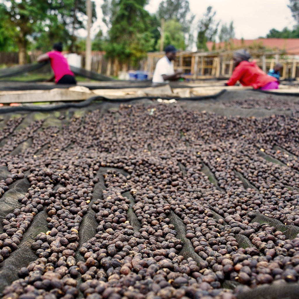 Dison Kareng Anaerobic Natural -  Kapchorwa